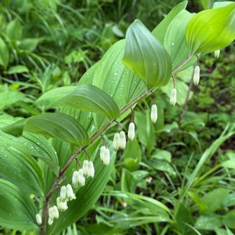 アマドコロ（甘野老）
鈴なりにぶら下がった花が特徴で、個体差の大きいアマドコロですが、この個体はとても綺麗です🤩

似た植物のナルコユリとは異なり、茎に6本の稜角（角張った部分）があります。