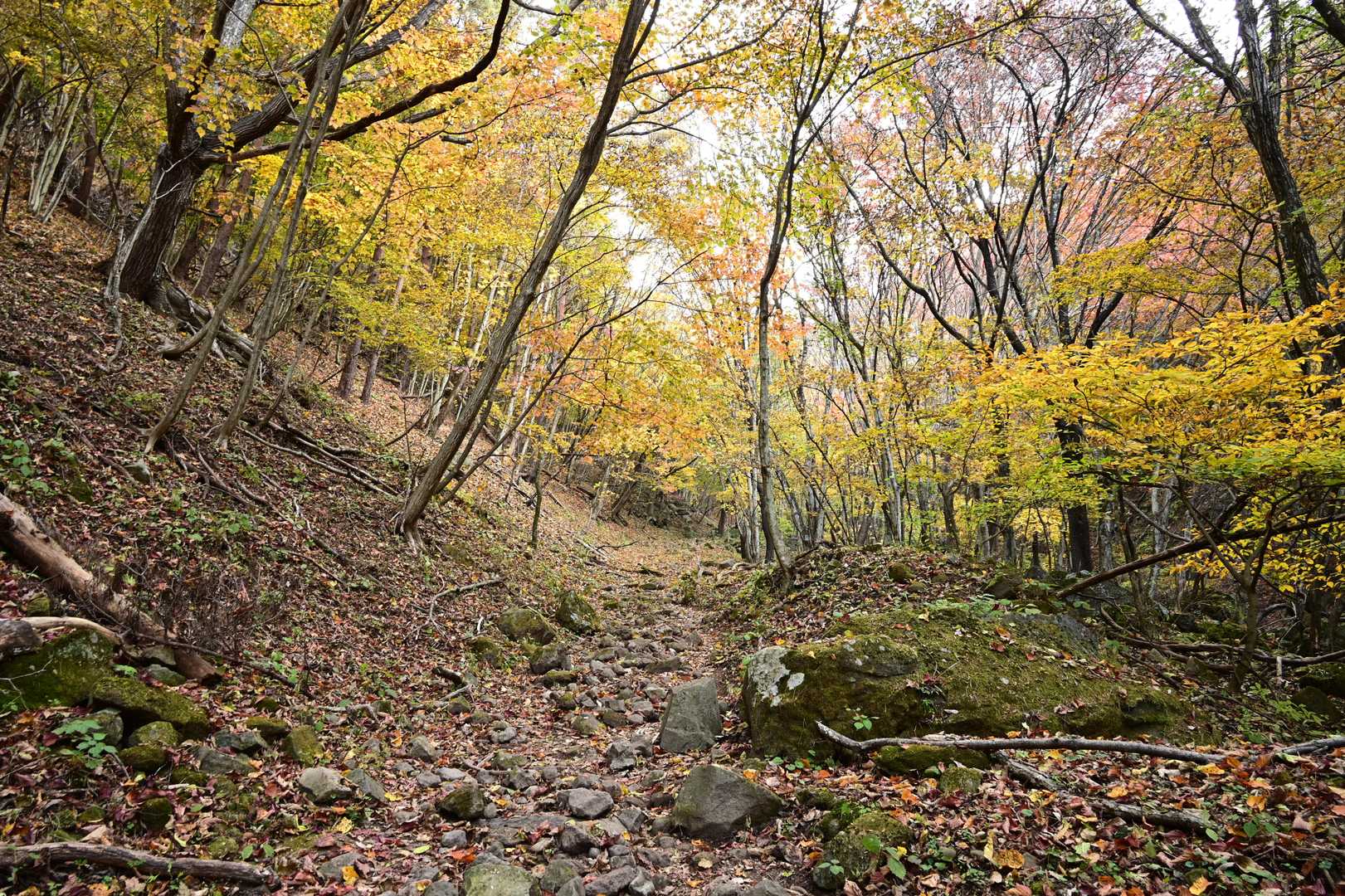 明るい樹林帯。
やはり、ゴロゴロ石が多い。