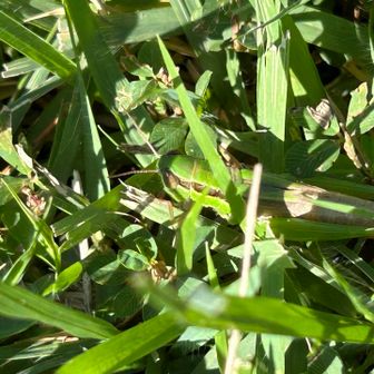 💚🦗バッタ🦗見えますか？👀