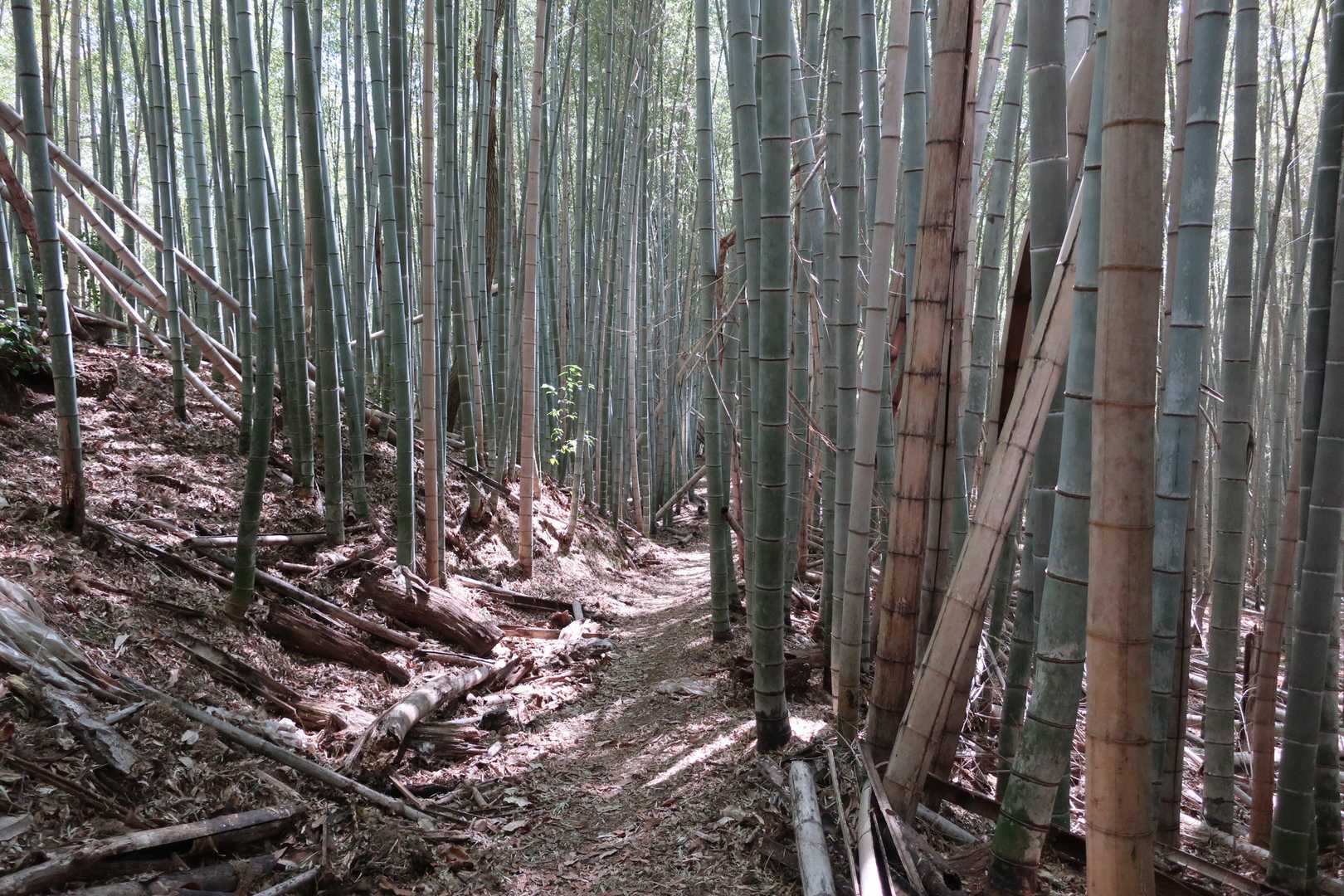 竹林ロード