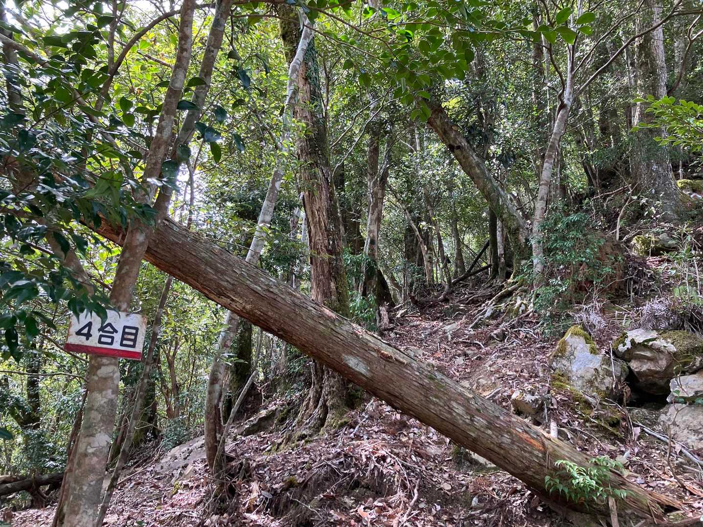 日本で7番目の急登だそうです。が…そぅですかぁ〜って感じでした(〃ω〃)。

ワタクシ的には、久住の鳴子山の直登の方に軍配が上がるかなぁ。
うん、単独峰としてなら、ま、こちら…ですかね。
嘉穂アルプスの馬見山直登も👍ですけどね。

あ、チャンピオンは上福根の登り始めかな⁈