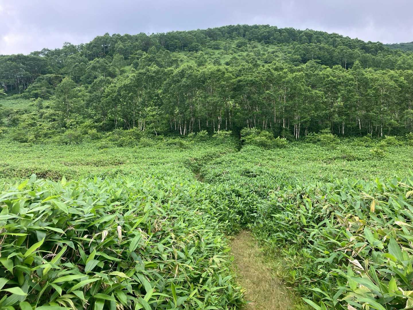 トンボが多いので小さな羽虫に集られることは無かった　たまにスズメバチみたいのに追いかけられましたが🐝