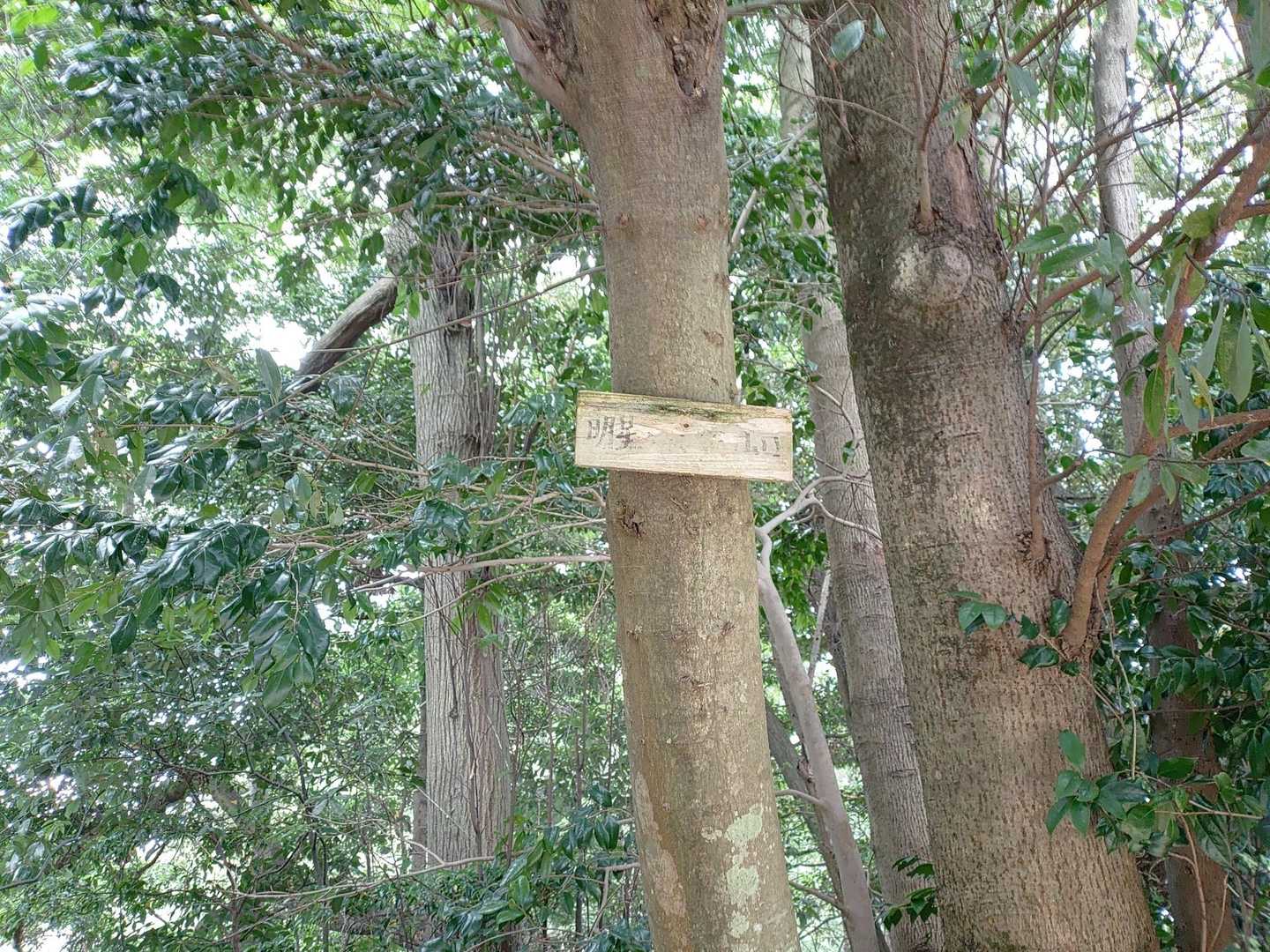 国分寺-国分寺山-明星ヶ岳 往復コースの写真