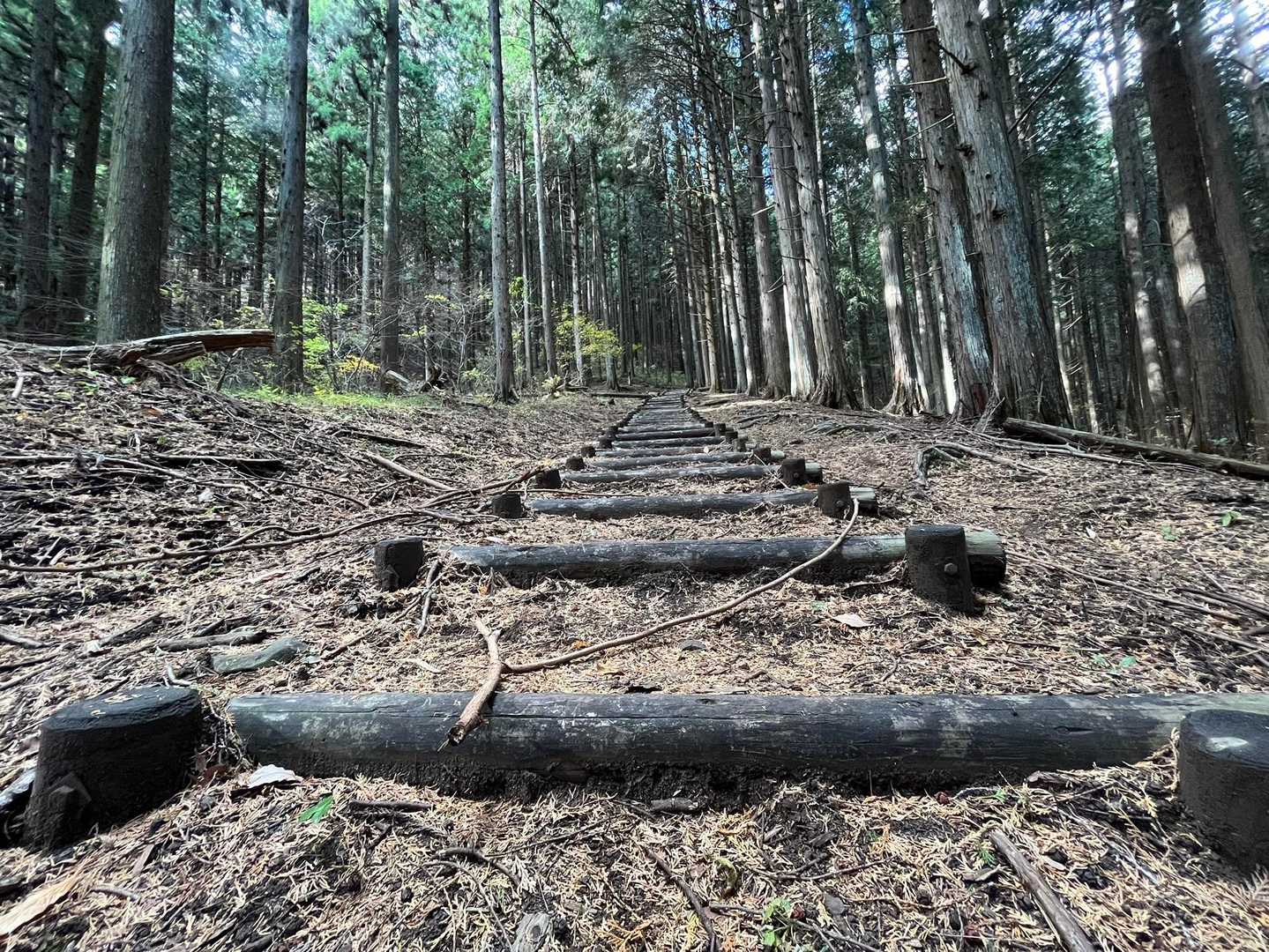 階段脇に踏み跡はあるが、意地になって階段をひた登る😅
下りも然り！