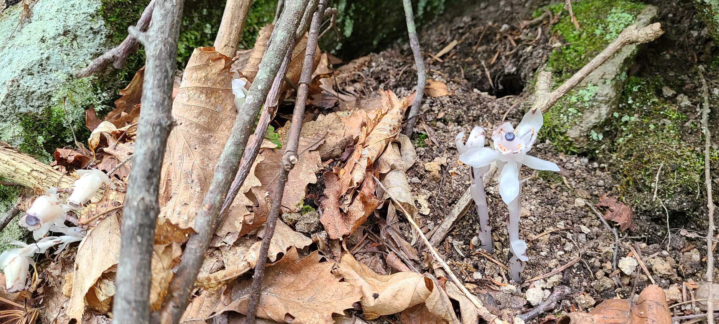 目玉のオヤジ👁️
