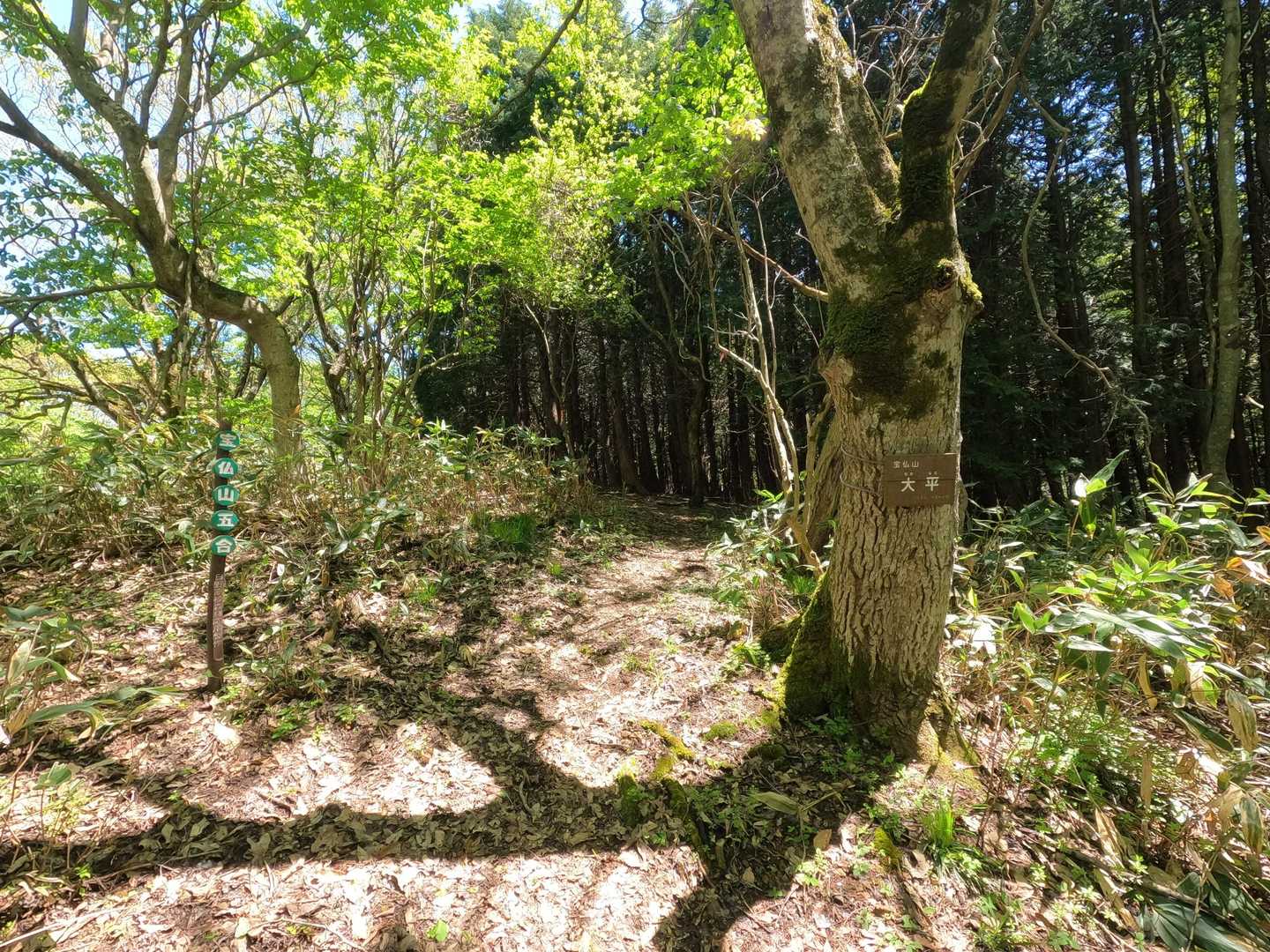 ５合目にある大平（おおなる）
「かつて牧草地だった場所との事🐂」