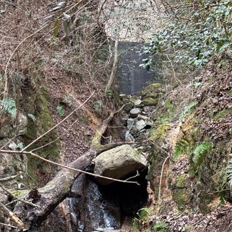 六甲山・長峰山・摩耶山 ここは倒木の上を進む