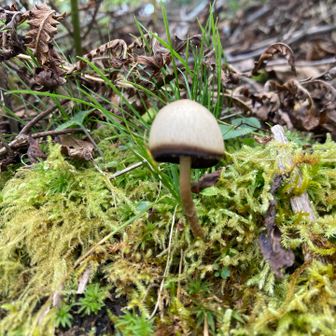 傘の縁が黒っぽい🍄
何🍄❓