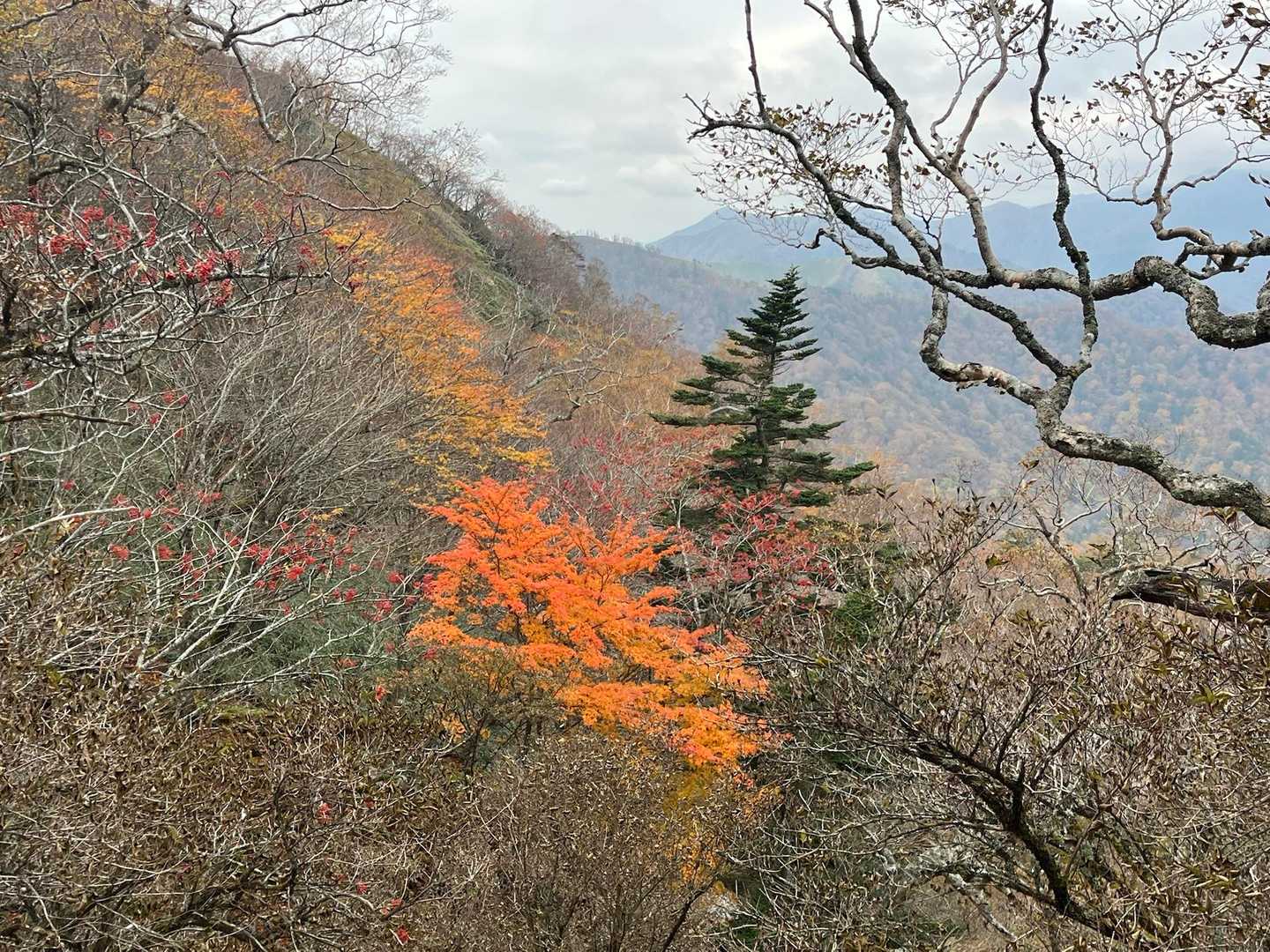 ダークな色の中で浮かび上がるオレンジ✨🍁