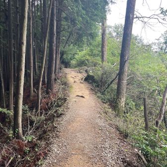 細尾根。
