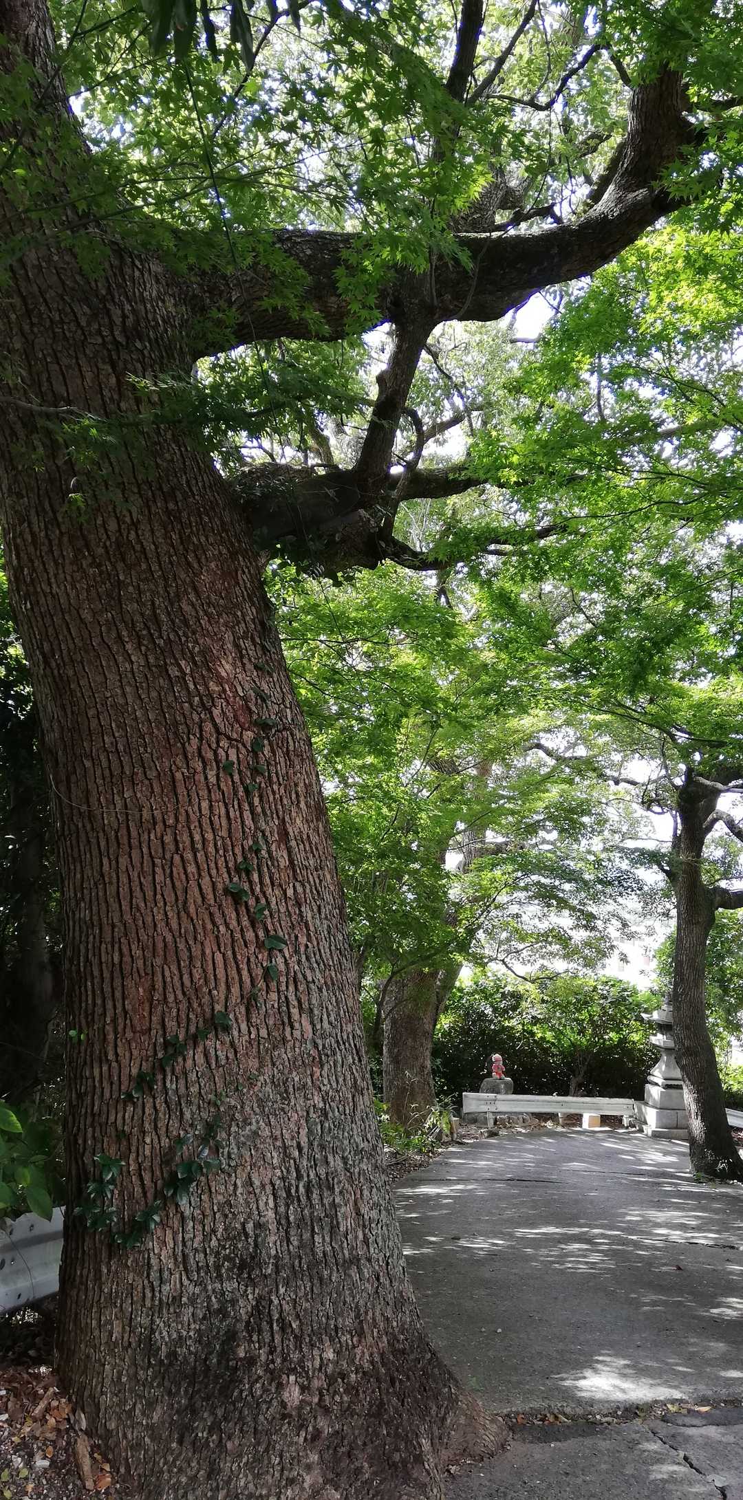 篠隈山の写真