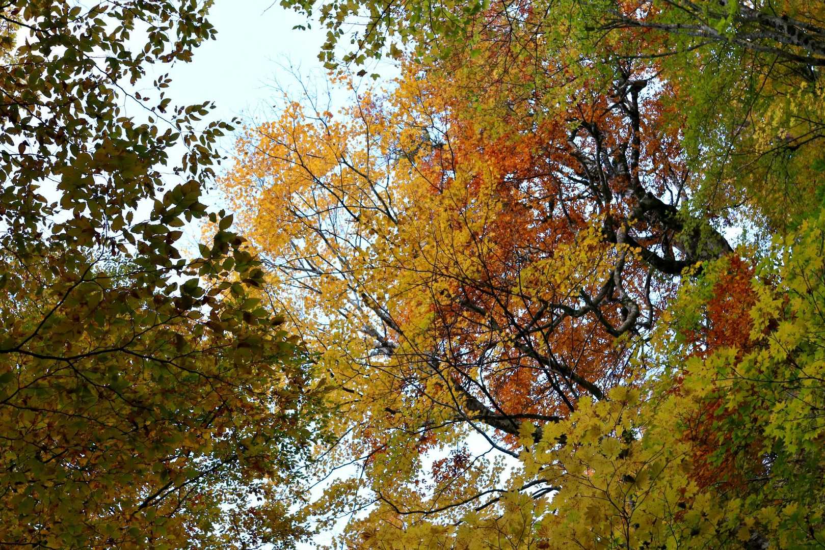 🍁