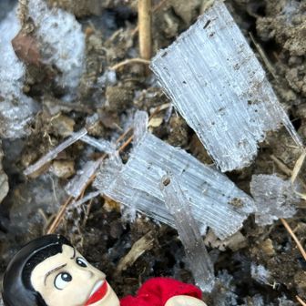 おや❓霜柱が沢山❄️🫧だぜ‼️