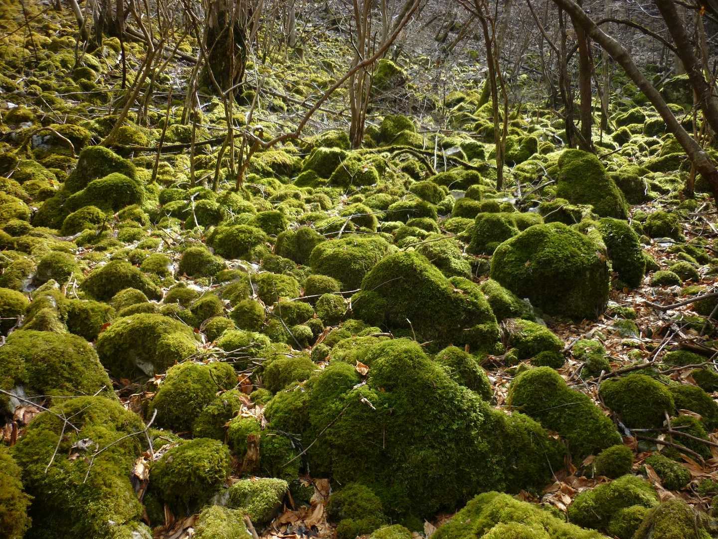 広場を過ごし、もののけ姫 を彷彿させる苔むした光景を姿にすると