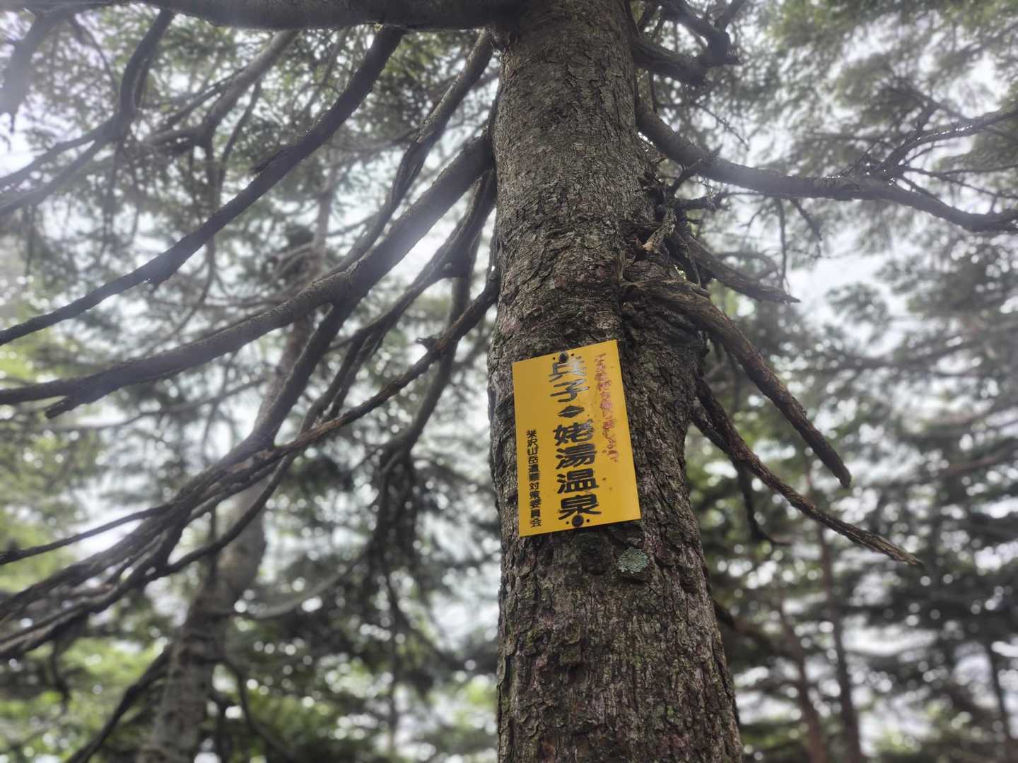 兵子登山口-大日岳-兵子 往復コースの写真