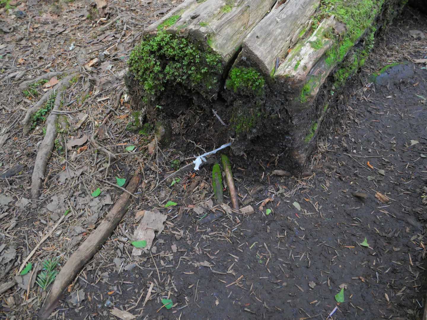 こんなところにギンリョウソウ
