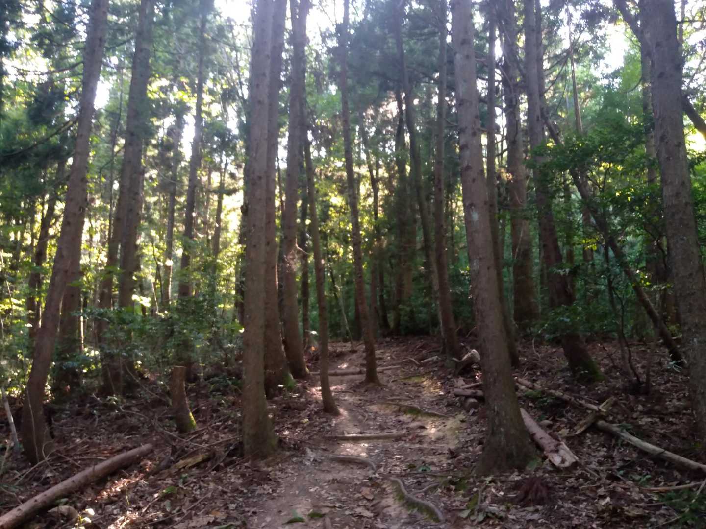自然の音が心地よいです。