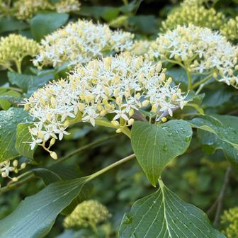ミズキが花盛り