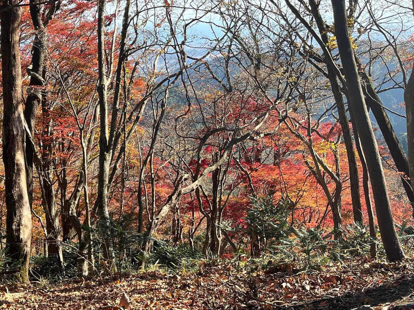 山頂からの紅葉🍁
しばしコーヒータイム🍙