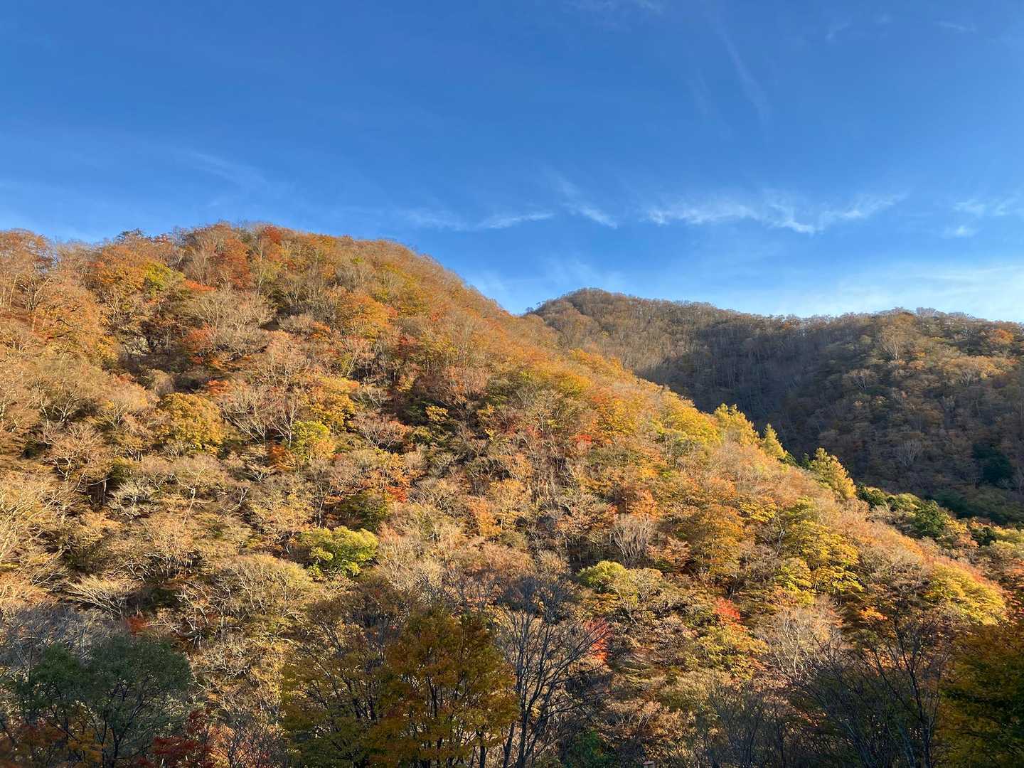 今日は良い天気☀️
紅葉🍁も下まで降りてきました☺️