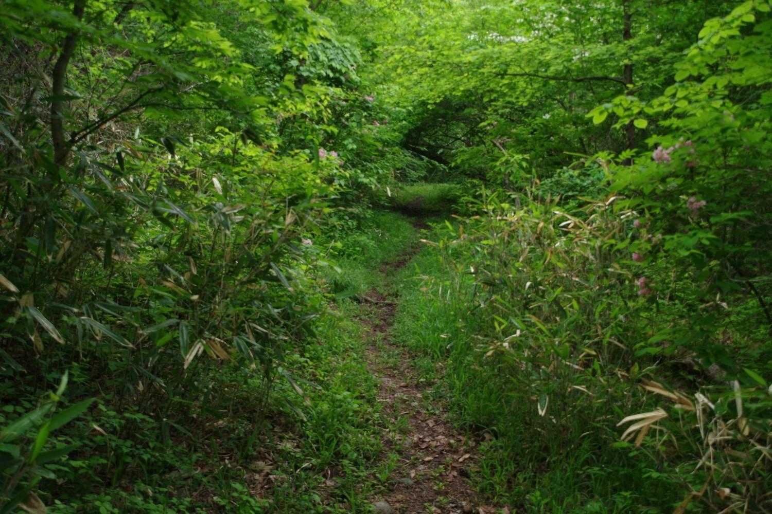 雫に濡れて
より一層深みを増した緑の中を歩いて🍀

もうすぐ駐車場です