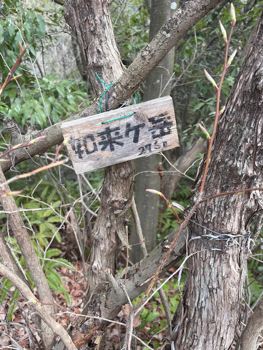 如来ヶ岳 周回コースの写真