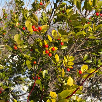 これは赤い実のイヌツゲ