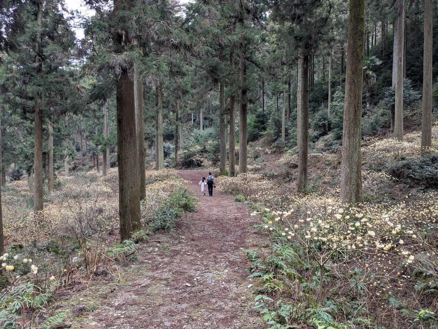 ミツマタ観察で広島・呉から娘さんと２人で来訪されていたご家族と遭遇。ミツマタを背景に素晴らしい娘さんの写真を連写。写真を撮るコツを少し教えてもらった。ありがとうございました！