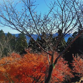 紅葉も良い感じに残っている！