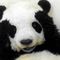 熊猫