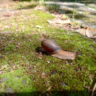 カタツムリの季節