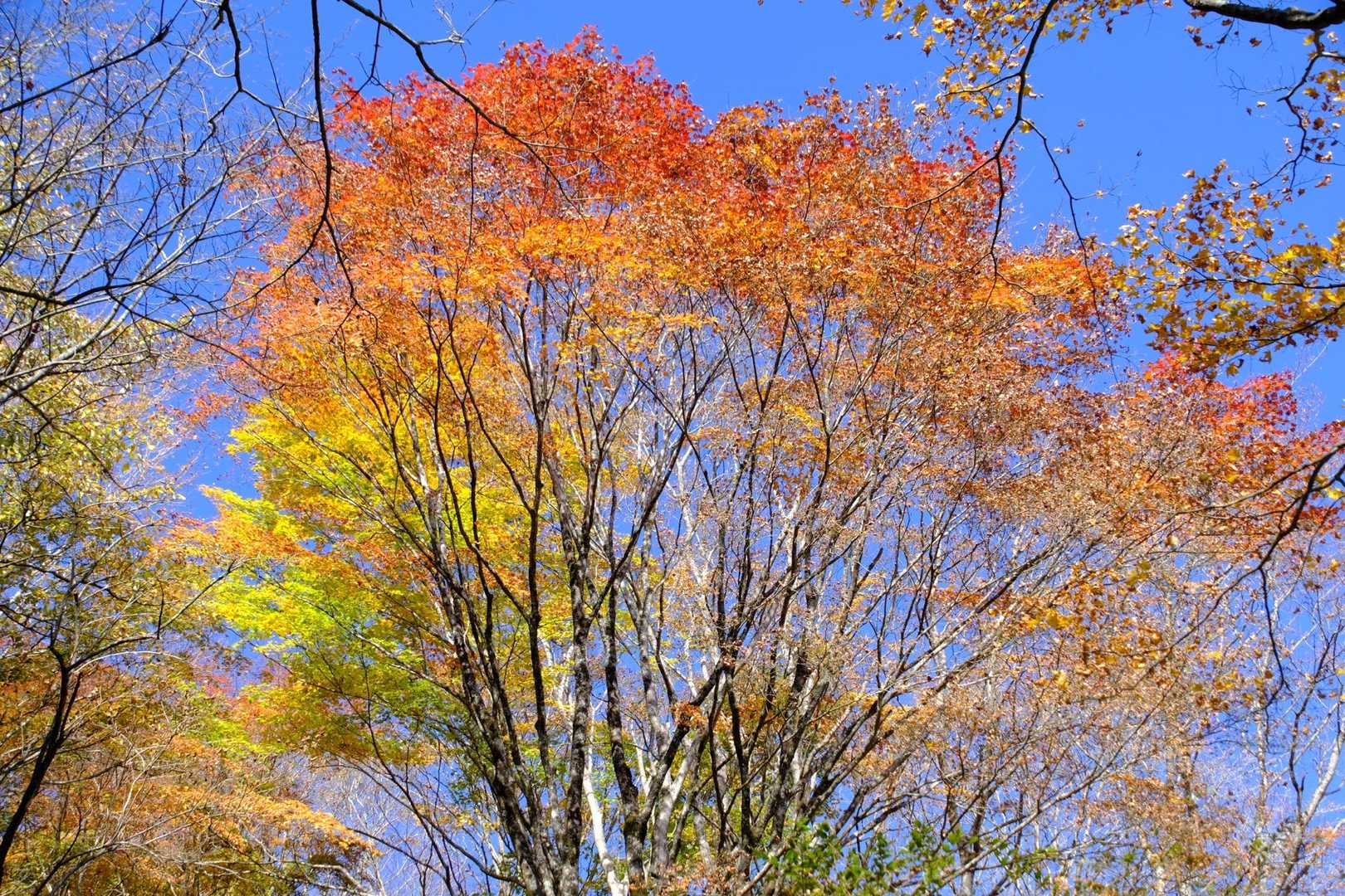 後沢乗越-鍋割山 往復コースの写真