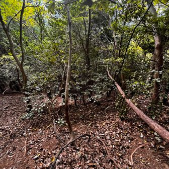 大台側の破線道はほぼ無し、そして急
こんなとこ魚背負って超えたの。