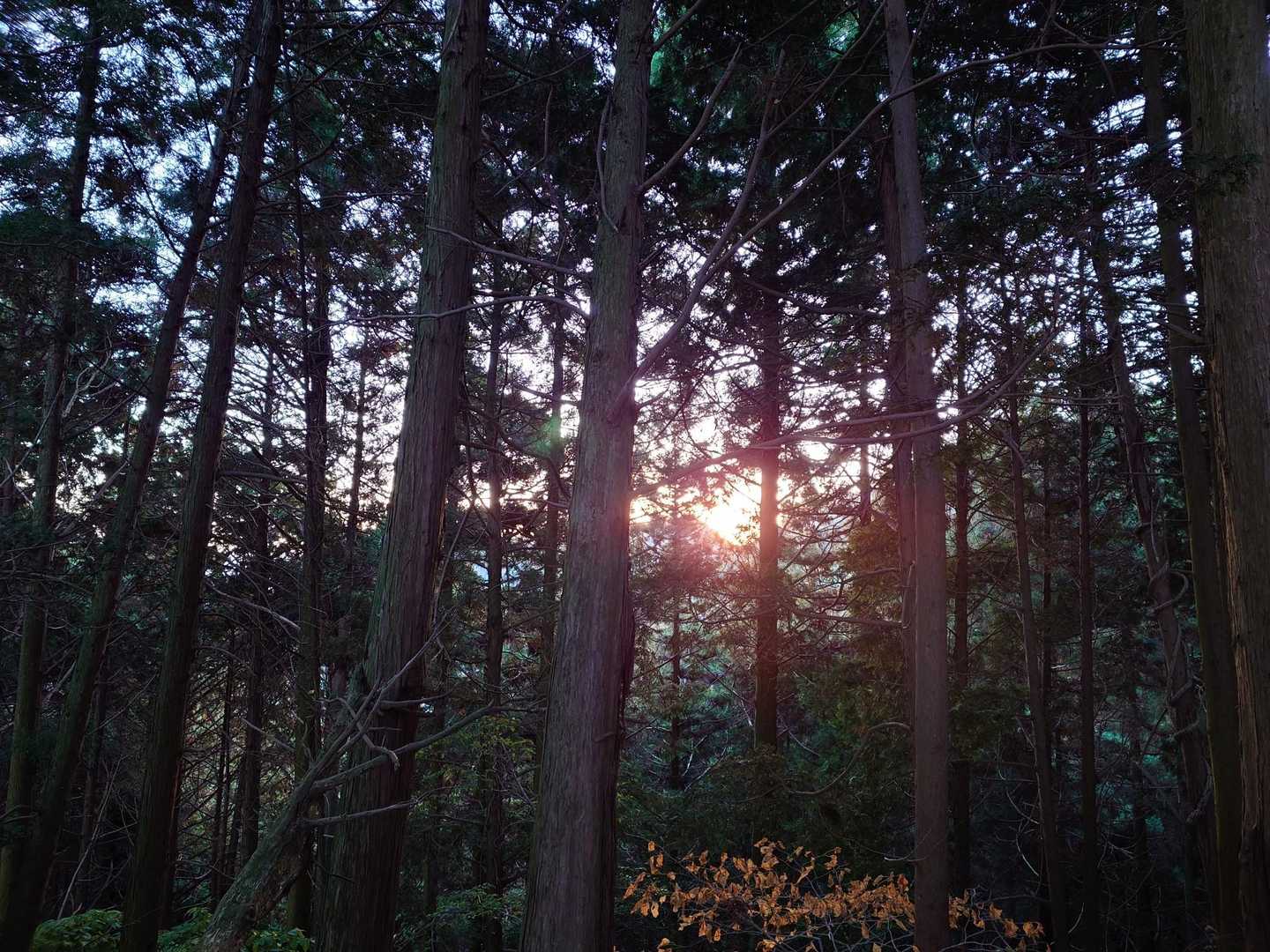 でも、日が差すのはかなり遅めです。もうすぐ、下山まで真っ暗かな😆。
爽やかな朝でした😊。有り難う御座いました🙆。