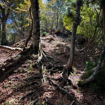 木の根の坂を登って
