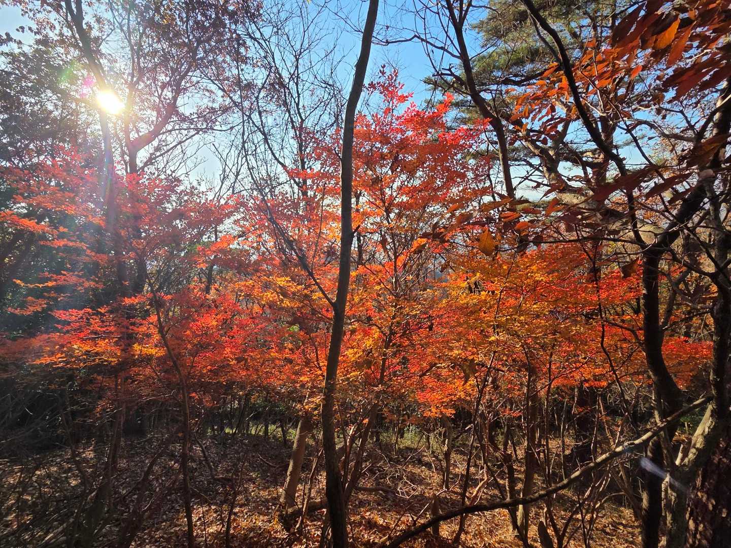 広戸仙-滝山 往復コースの写真