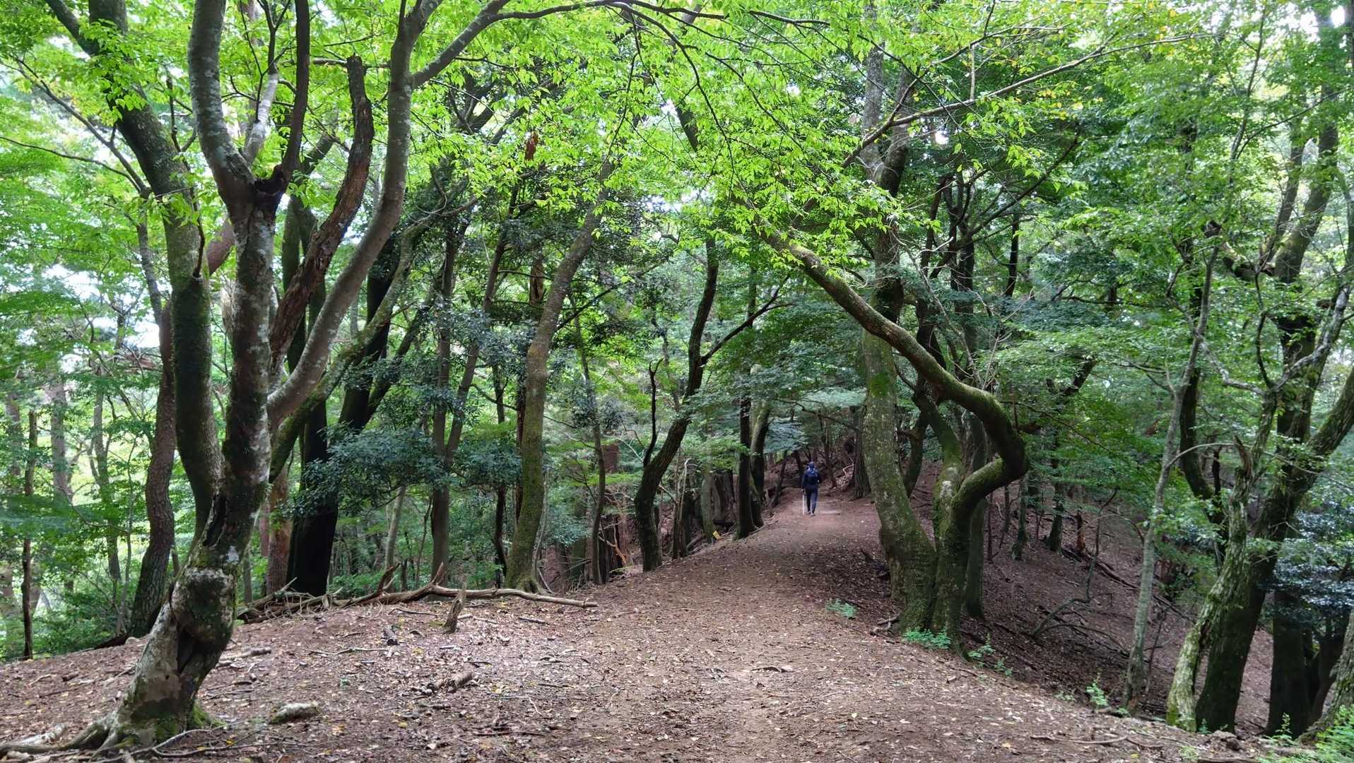 渓谷を渡って山頂カフェへ、能勢妙見山の周回の写真