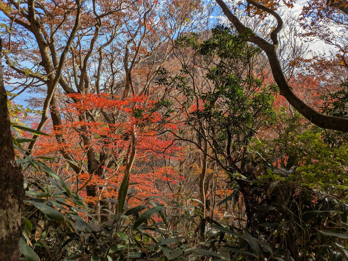 乙女駐車場-乙女峠-長尾山-金時山 往復コースの写真
