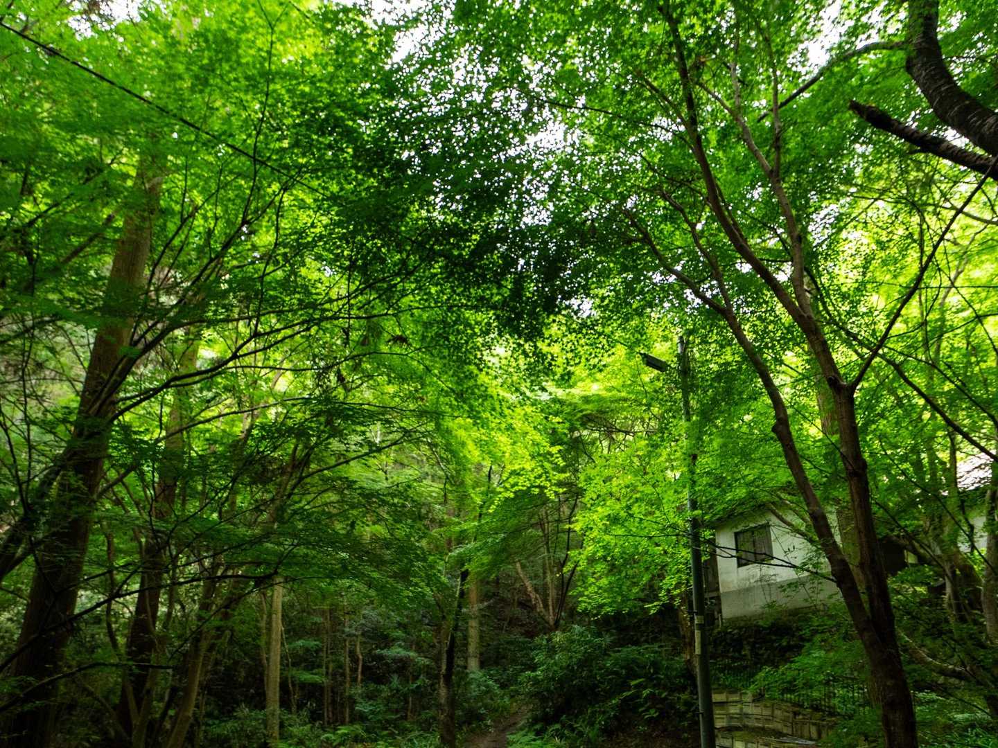 新緑が綺麗