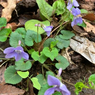 すみれも咲いていました。かわいい。