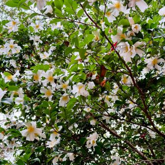 これもサザンカ？