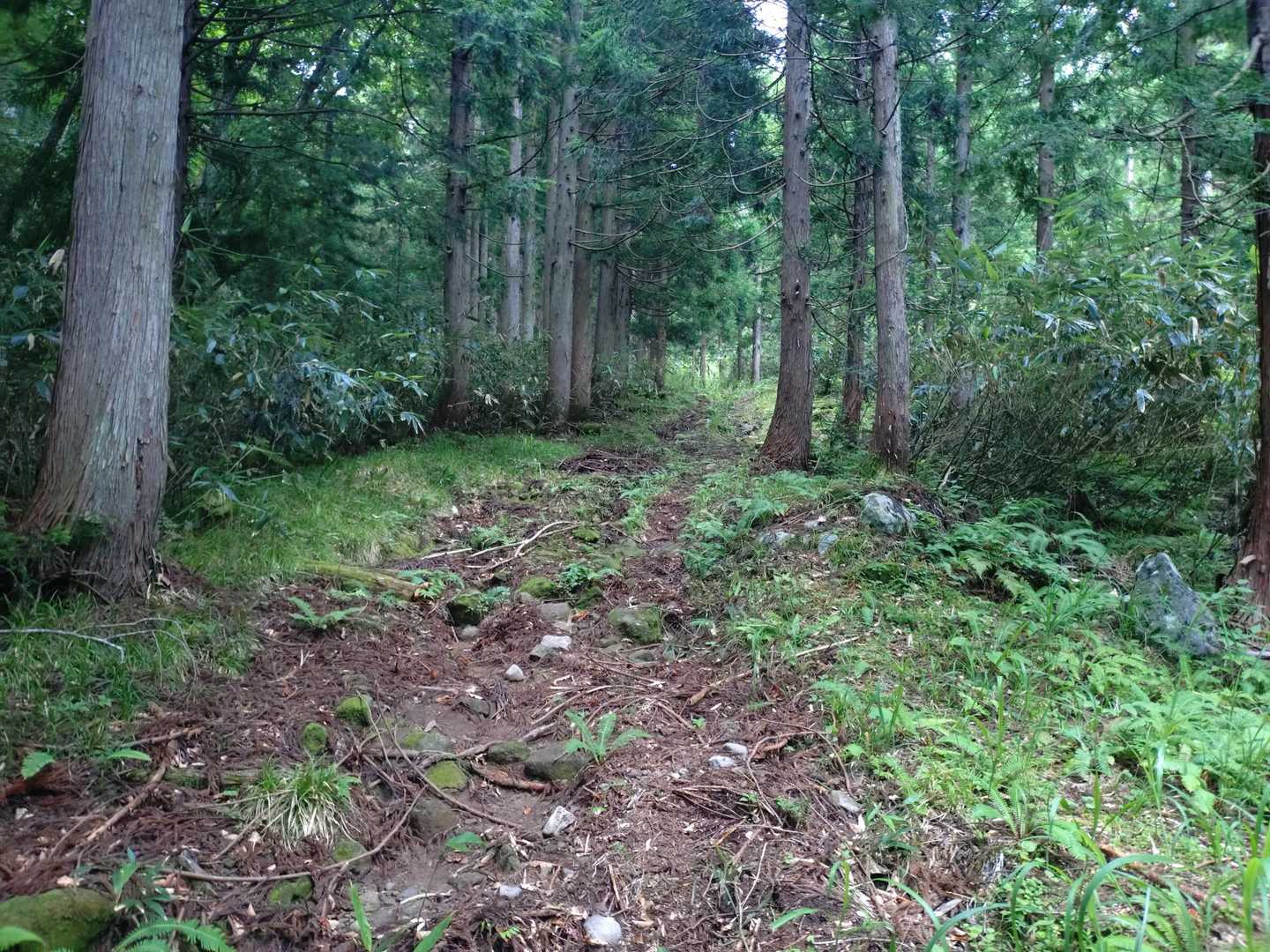 序盤は廃林道を歩く