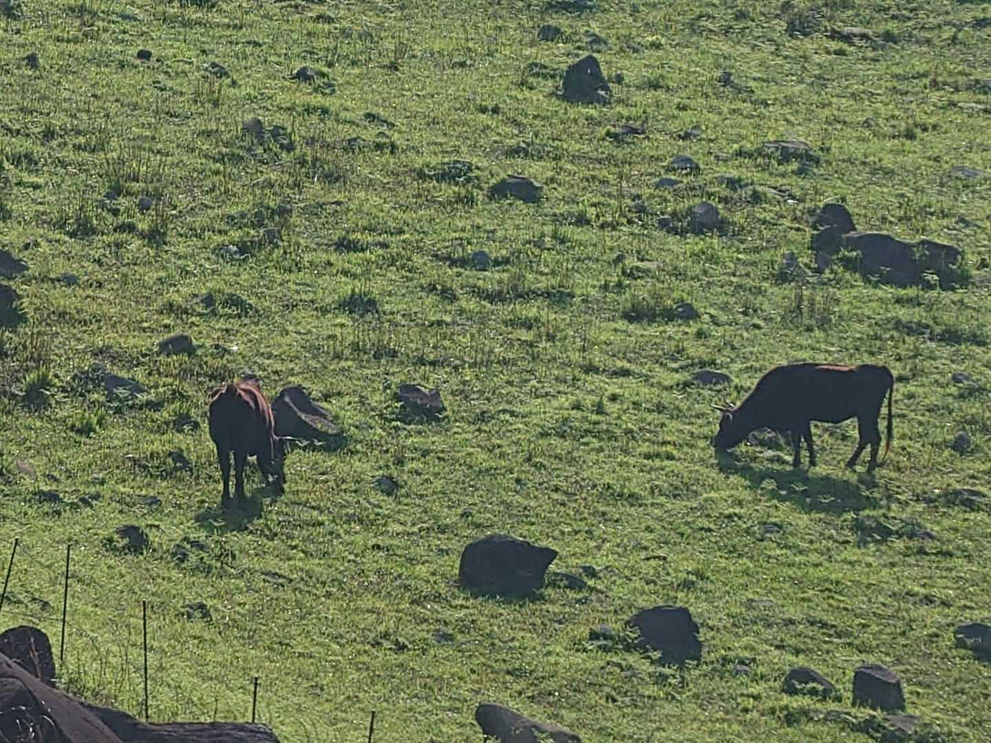 下の方には🐂
下りであの中を通ることになります