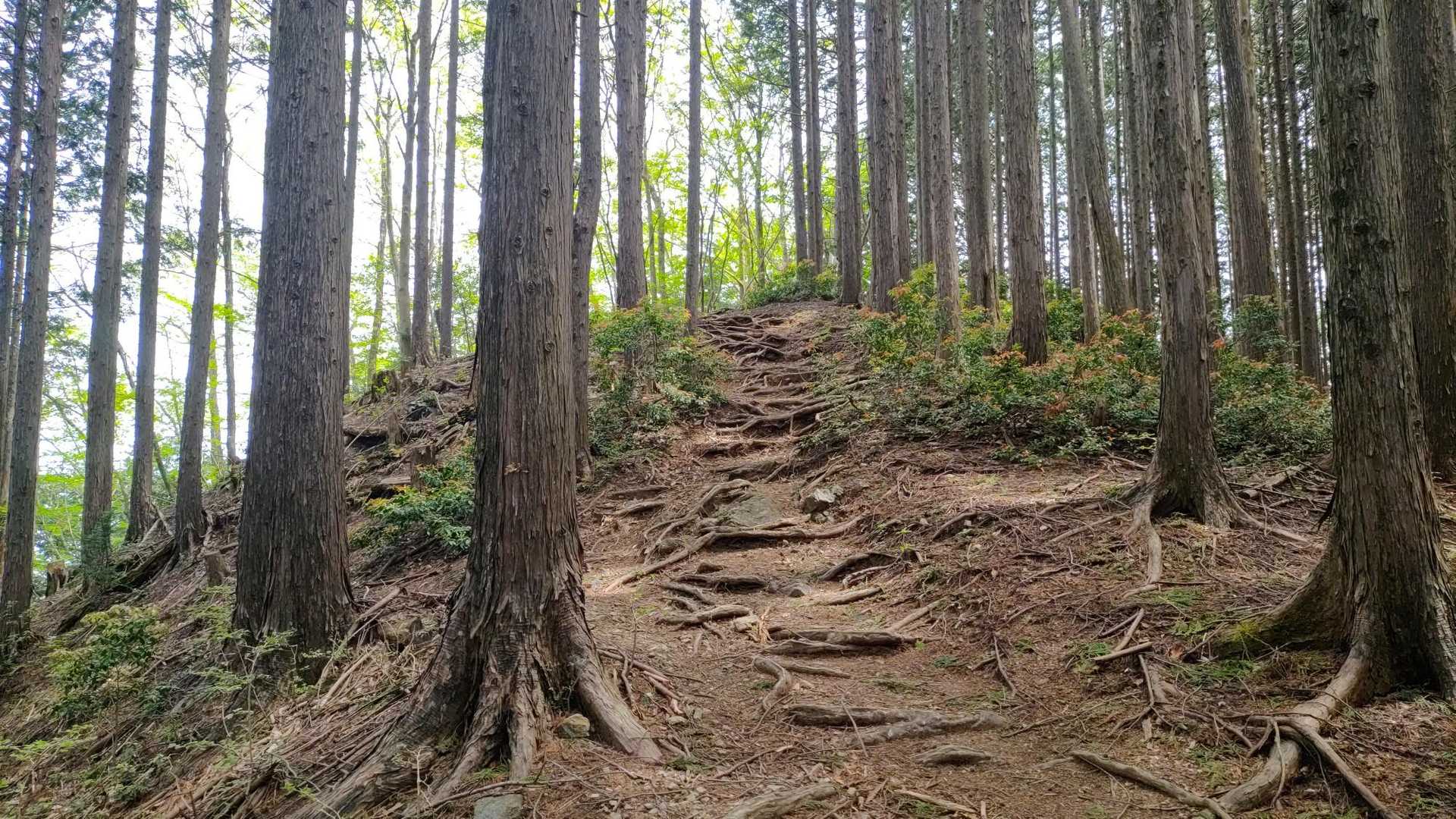 さわらびの湯バス停〜御嶽駅｜棒ノ嶺・岩茸石山・惣岳山縦走コースの写真