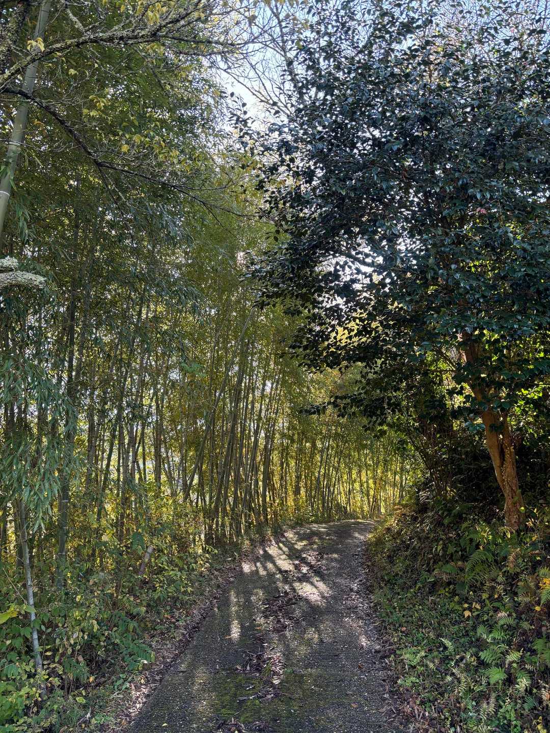 曽良山登山口-曽良山 周回コースの写真