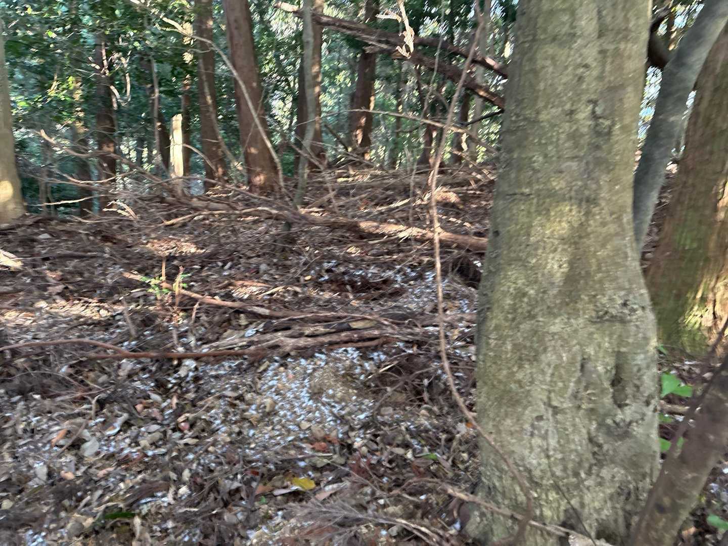 岩群が終わったら、猪🐗の宴の跡がずーっと