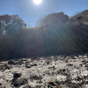 池の岸までは霜柱パリパリ・シャリシャリ❄️