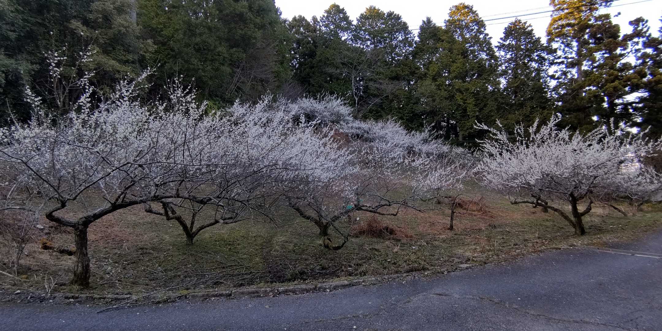 波比賣神社入口-栃原岳 往復コースの写真