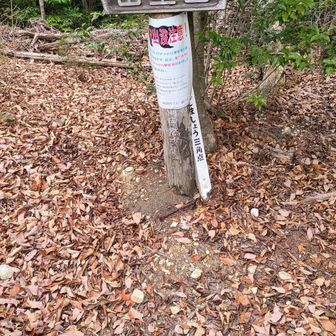 眺望なし。
山頂踏めて良かったよ。