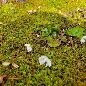 雪割り草という珍しい花はこちらで見れます。アガる